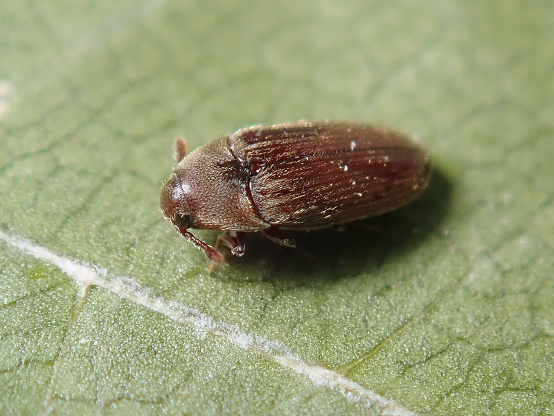 Throscidae: Trixagus sp.